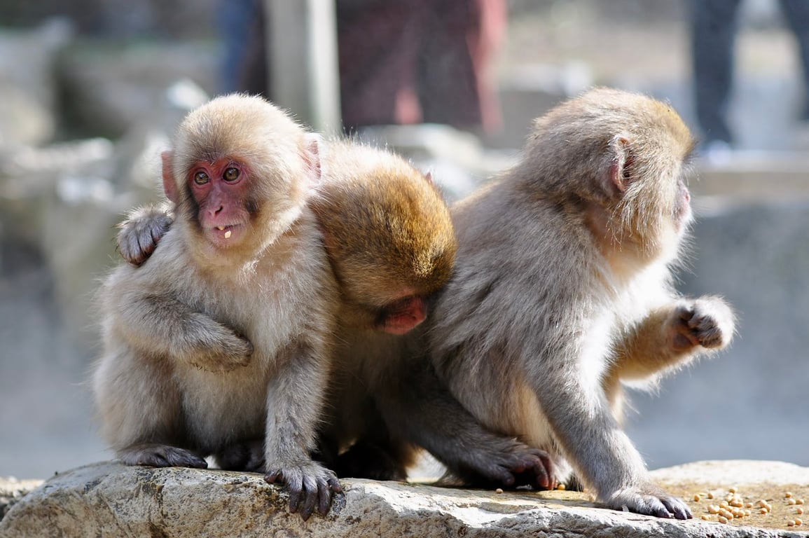 Jigokudani Snow Monkey Park