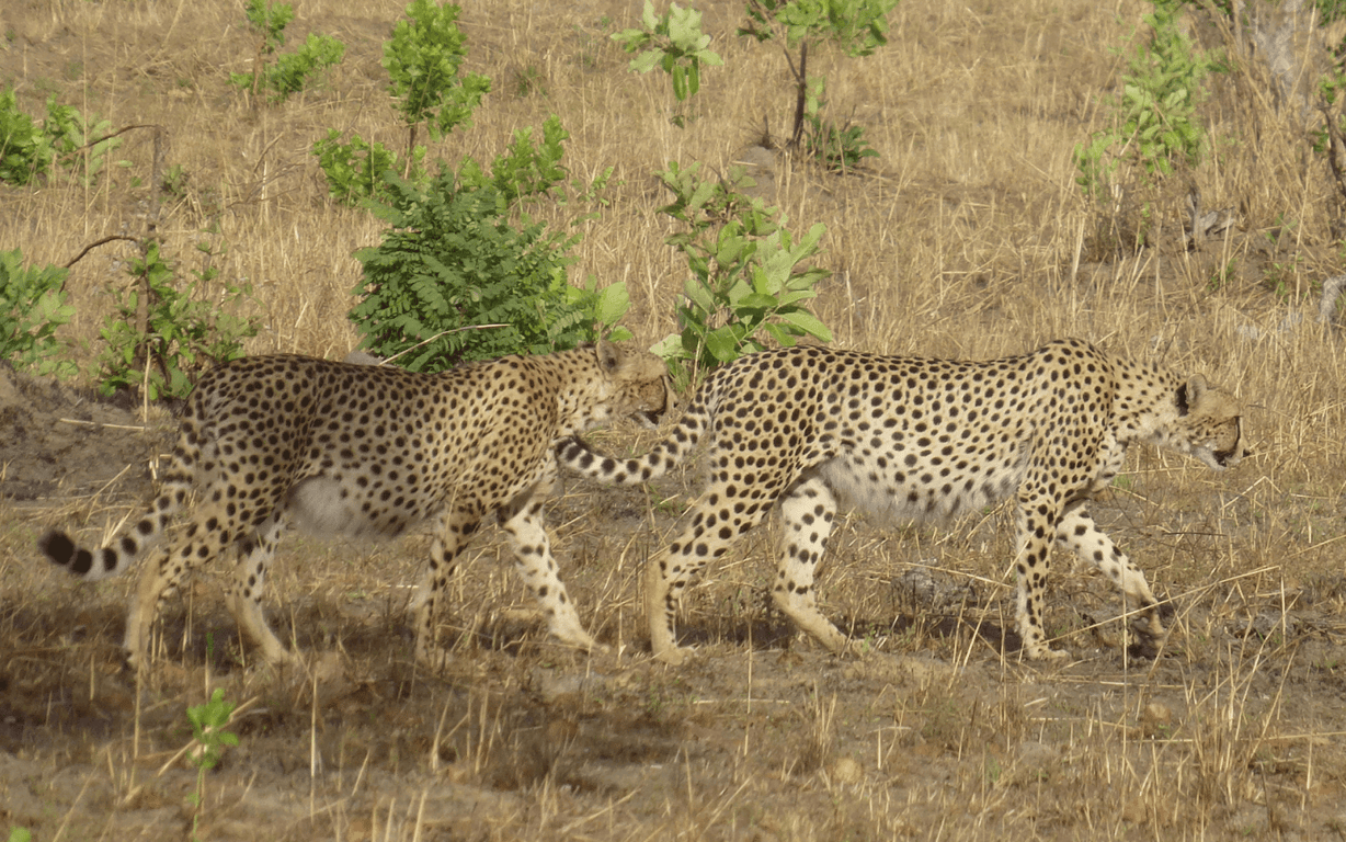 Kafue National Park