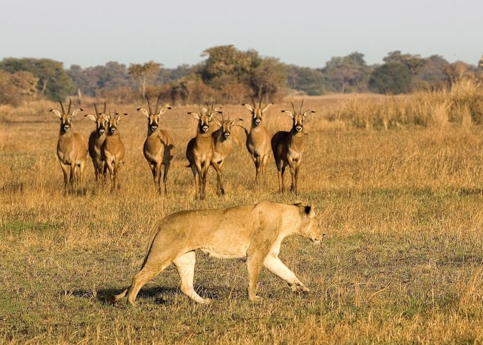Kafue National Park