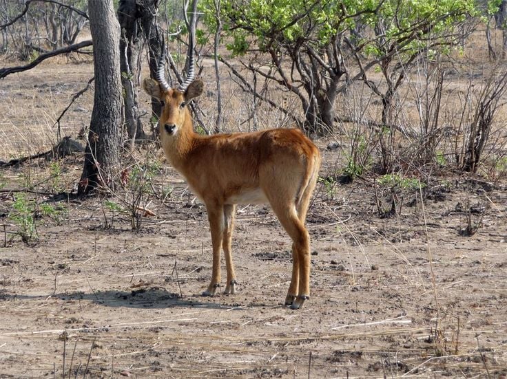 Kafue National Park