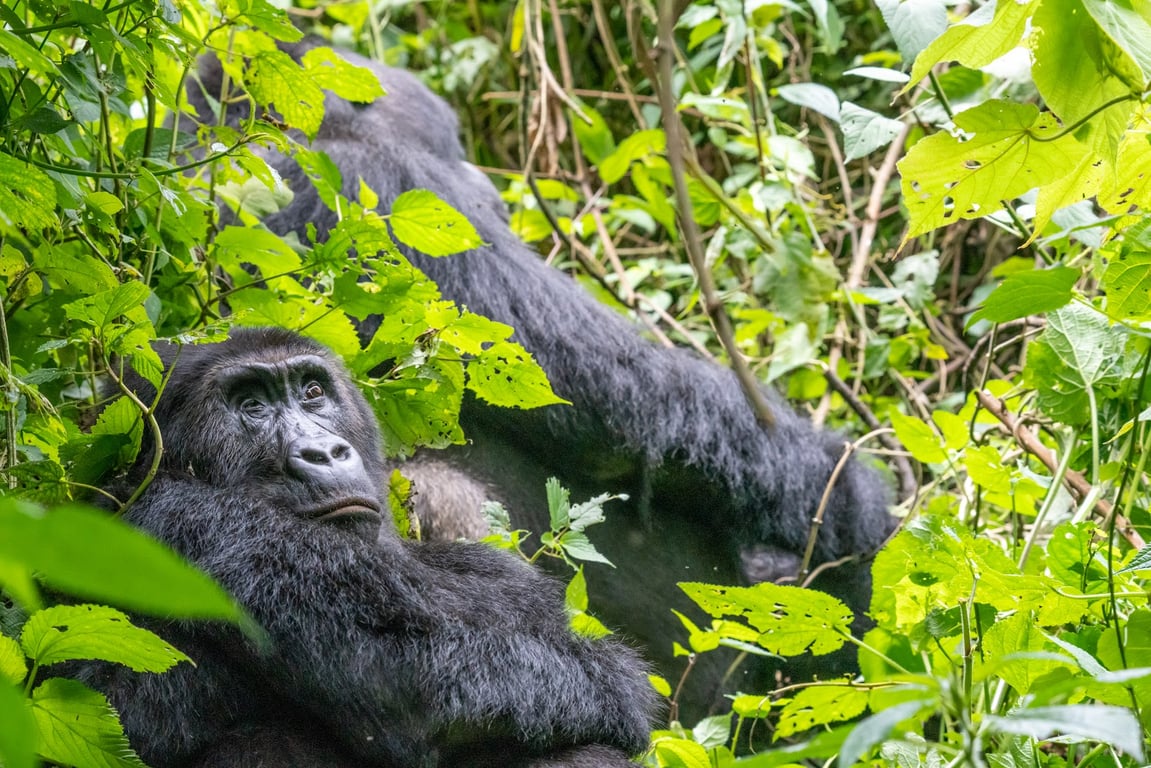 Kahuzi-Biega National Park