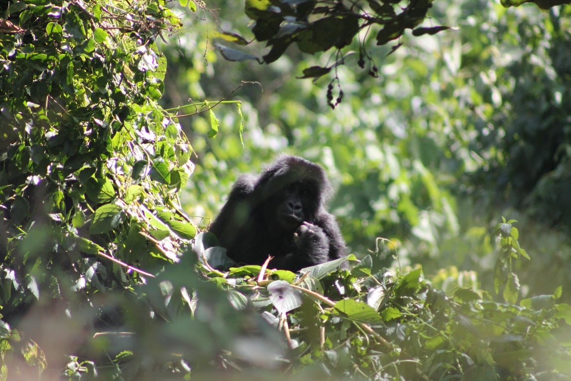 Kahuzi-Biega National Park