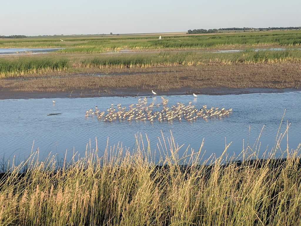 Cheyenne Bottoms Wildlife Area