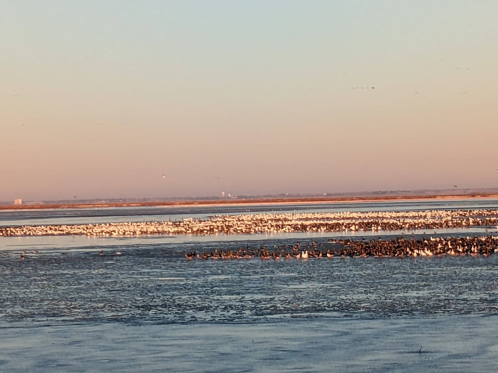 Cheyenne Bottoms Wildlife Area