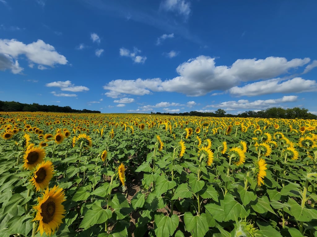 Grinter Sunflower Farm
