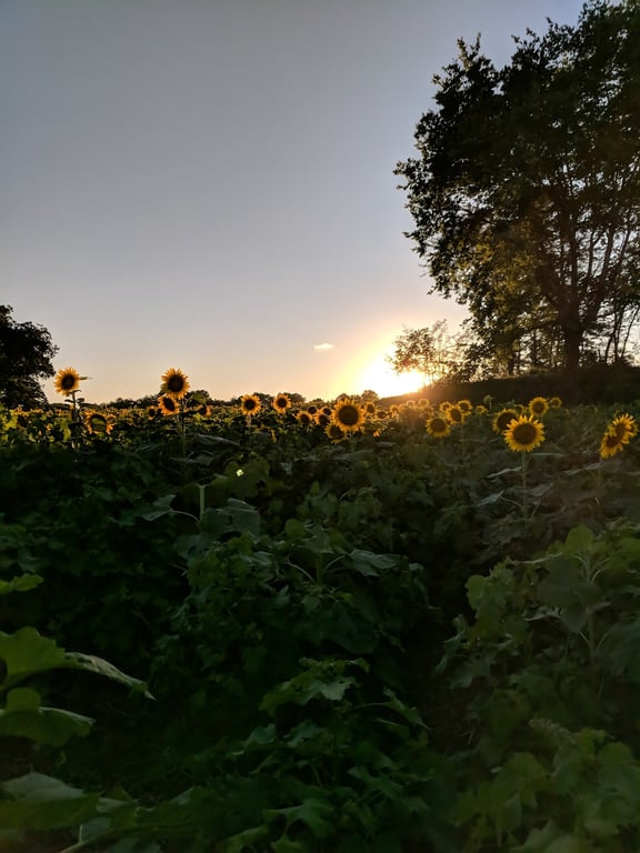 Grinter Sunflower Farm
