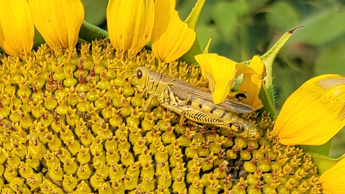 Grinter Sunflower Farm