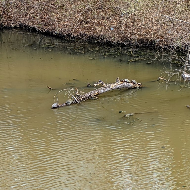 Lake Shawnee