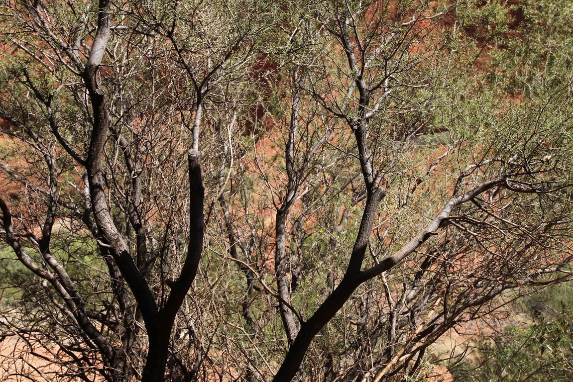 Kata Tjuta