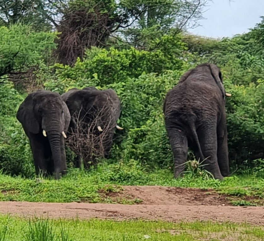 Katavi National Park