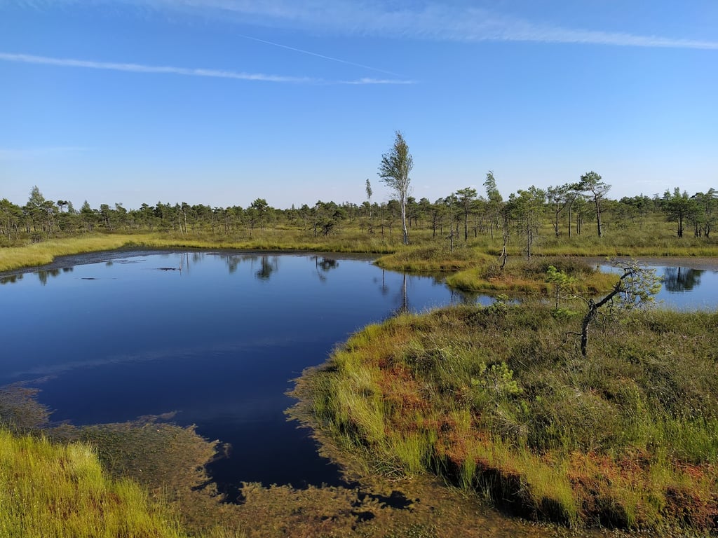 Ķemeri Bog Boardwalk