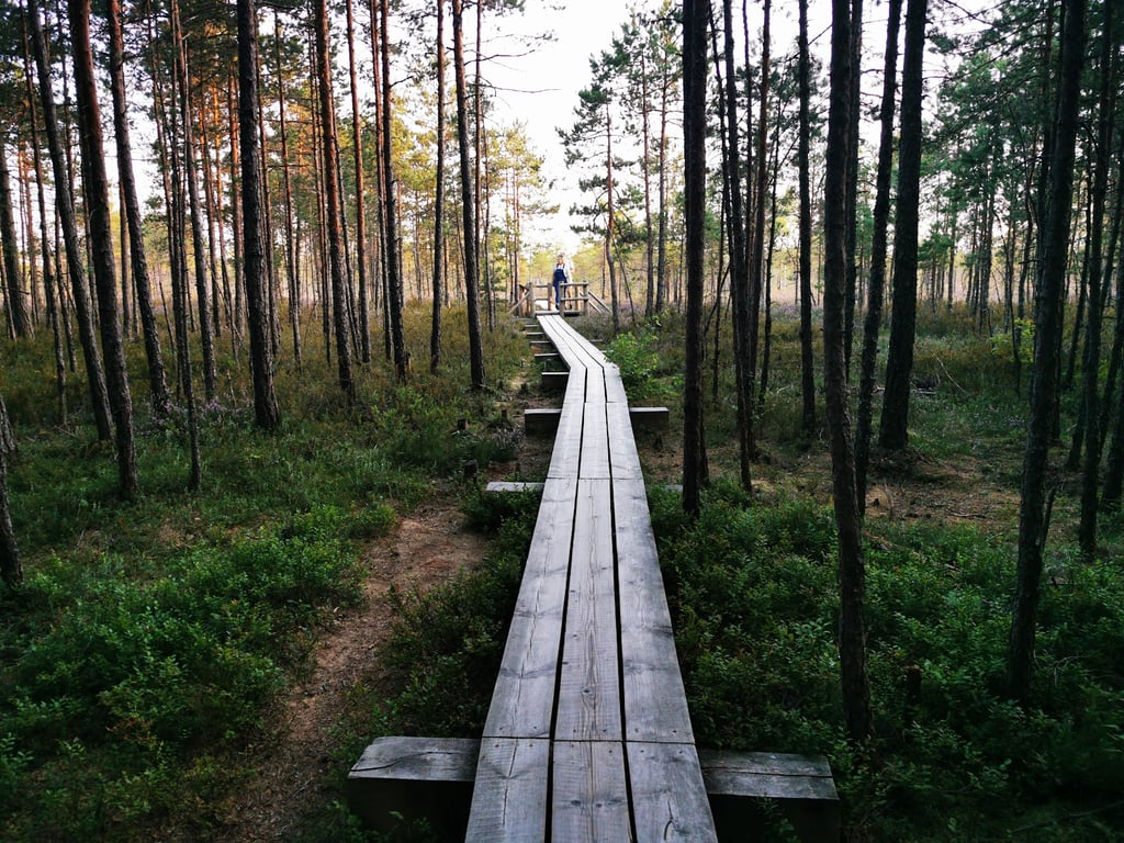 Ķemeri Bog Boardwalk