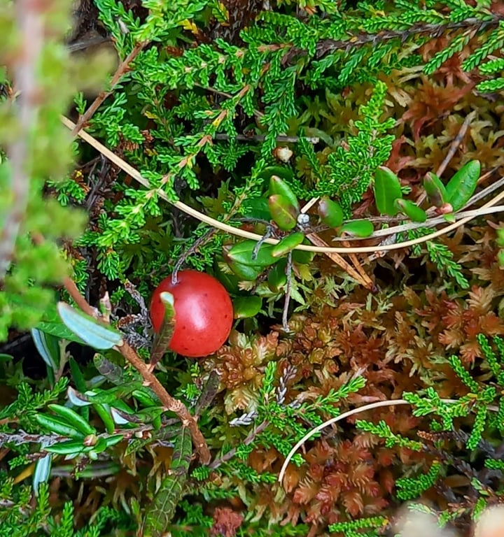 Ķemeri Bog Boardwalk