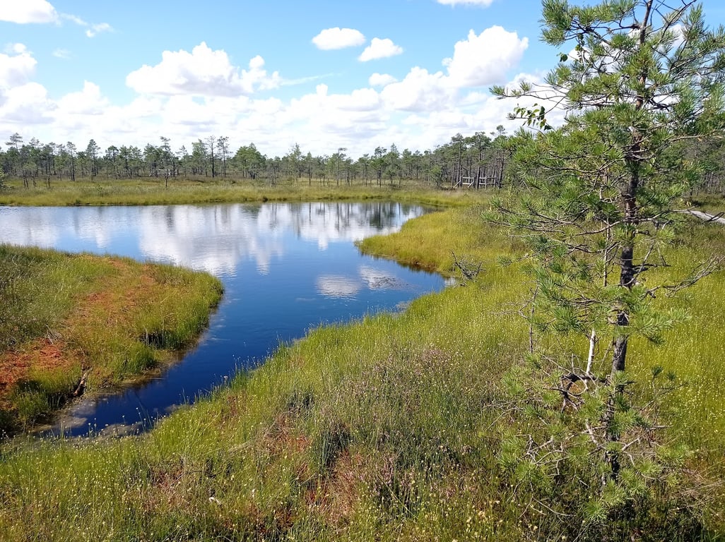 Ķemeri Bog Boardwalk