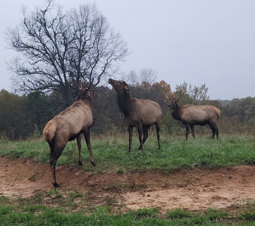 Land Between the Lakes National Recreation Area