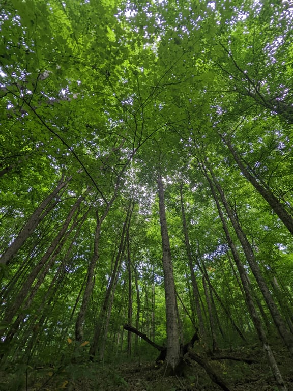 Raven Run Nature Sanctuary