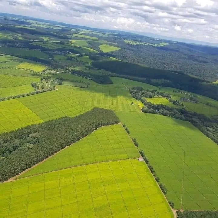 Kericho Tea Plantations