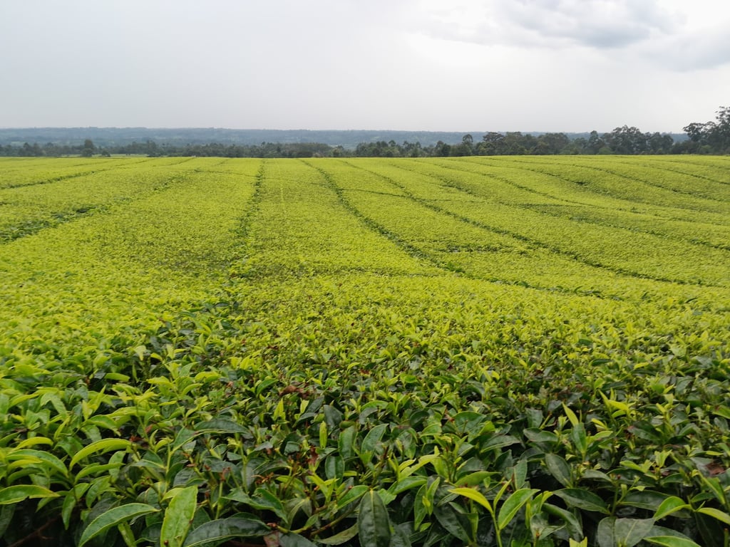 Kericho Tea Plantations