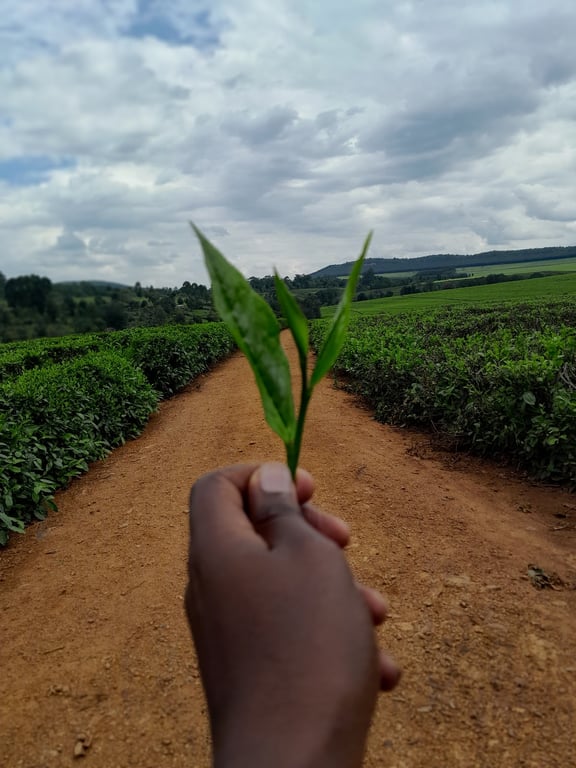 Kericho Tea Plantations