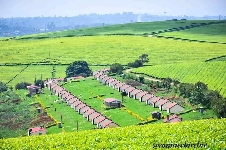 Kericho Tea Plantations
