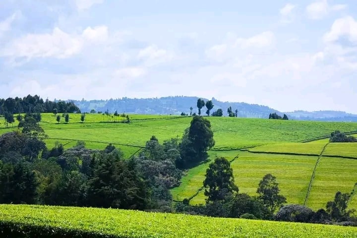 Kericho Tea Plantations