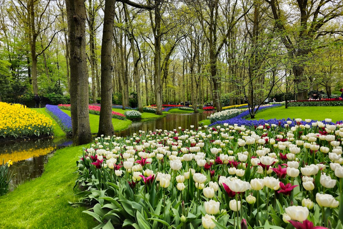 Keukenhof Tulip Gardens