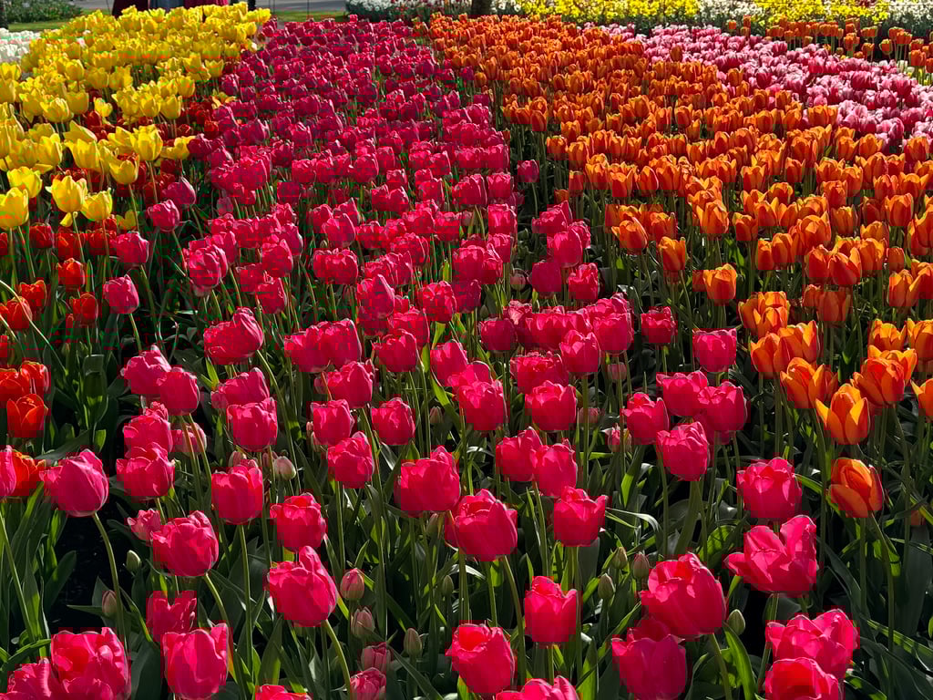 Keukenhof Tulip Gardens