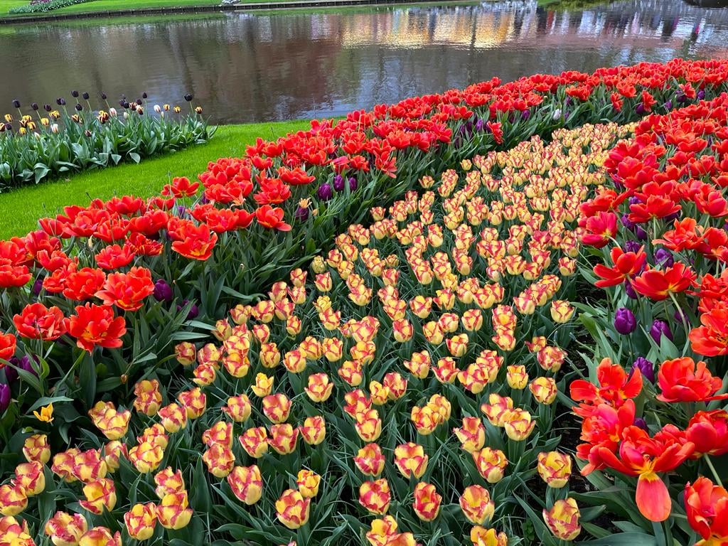 Keukenhof Tulip Gardens