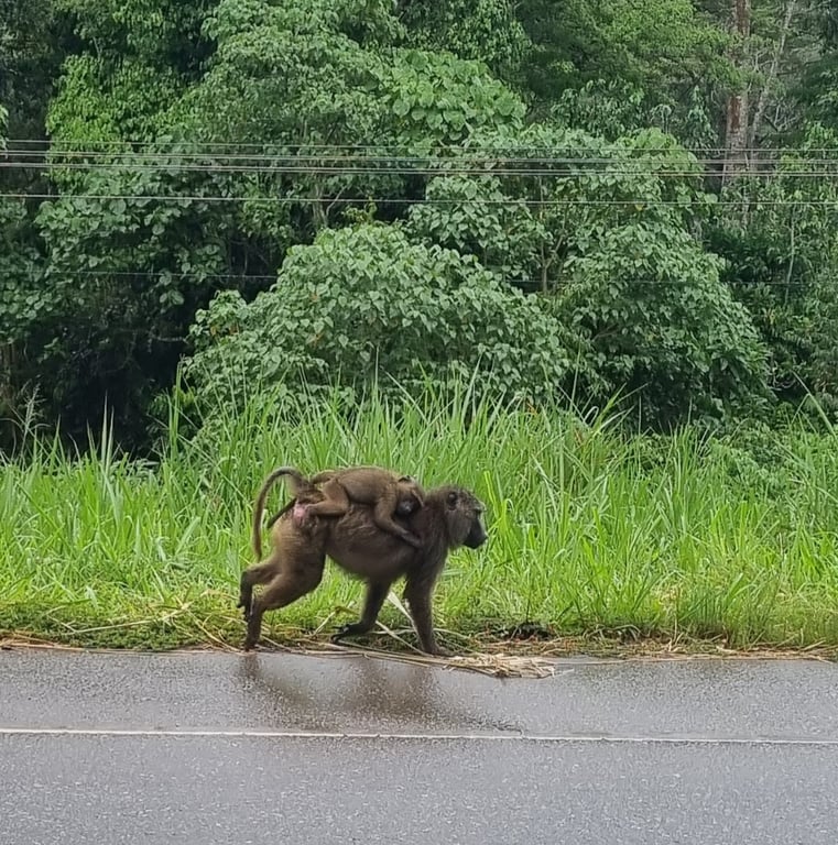 Kibale National Park