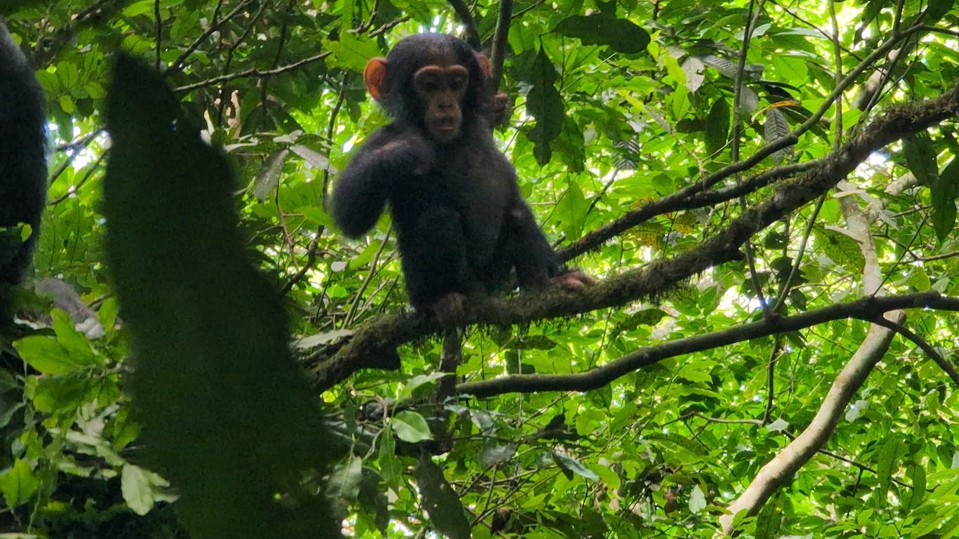 Kibale National Park