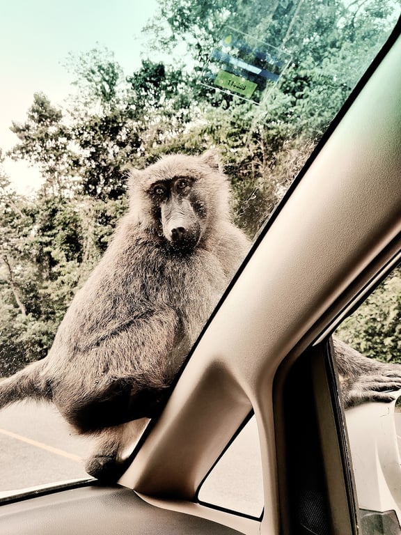 Kibale National Park