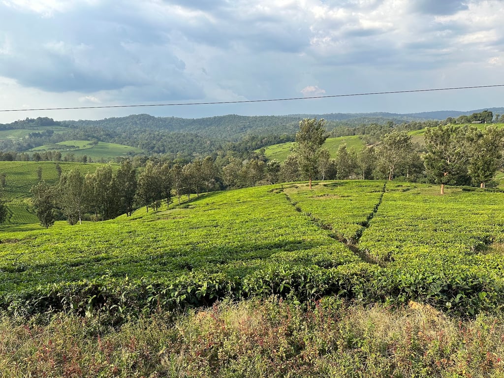 Kibale National Park