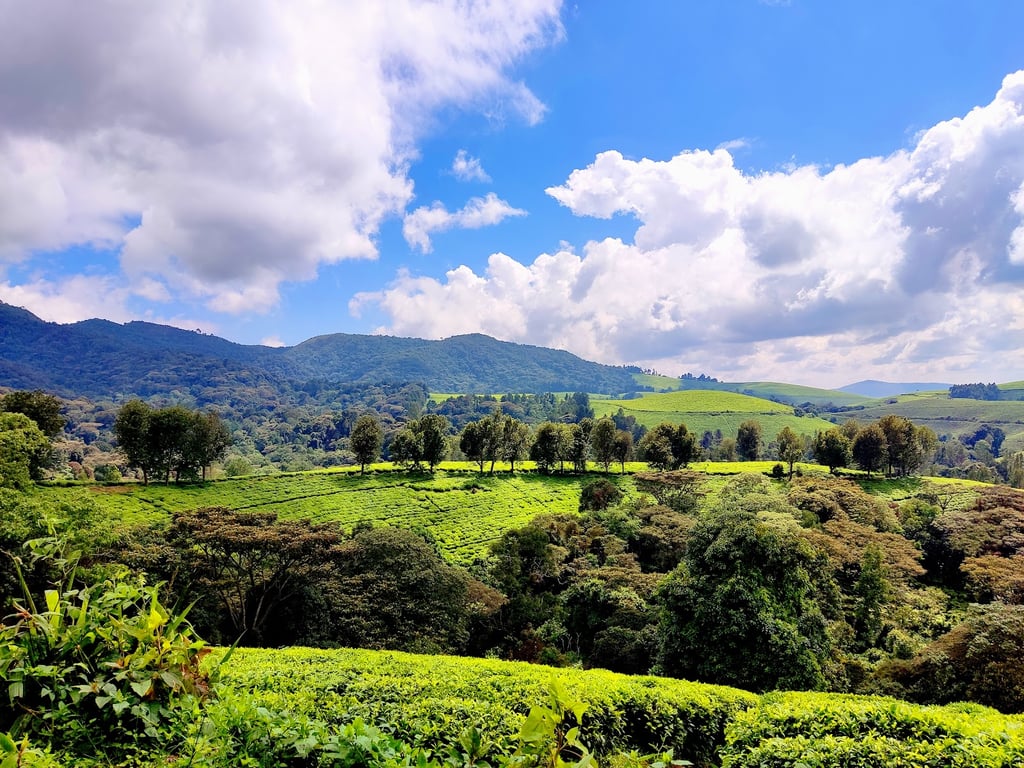 Kibira Rainforest
