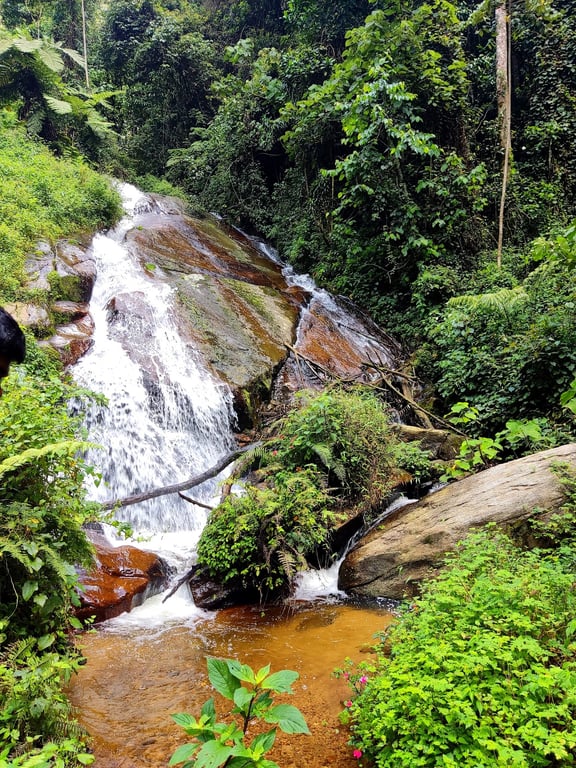 Kibira Rainforest