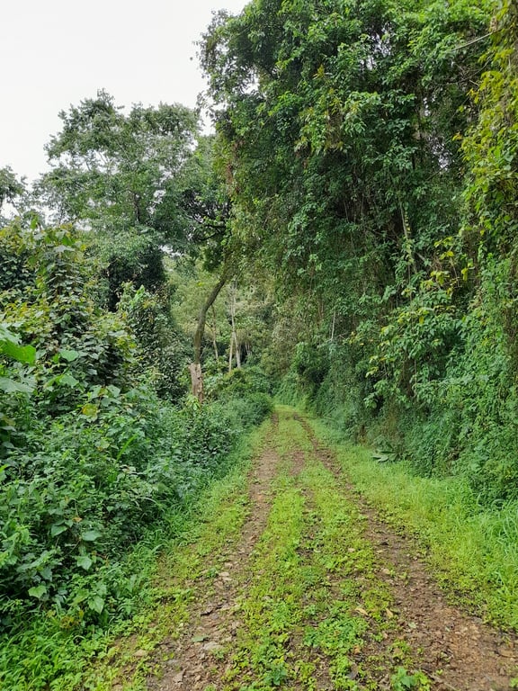 Kibira Rainforest