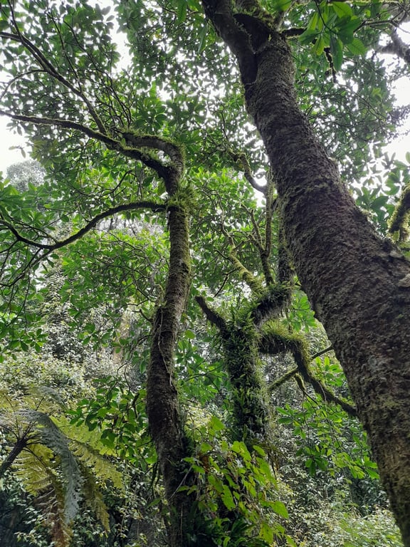 Kibira Rainforest