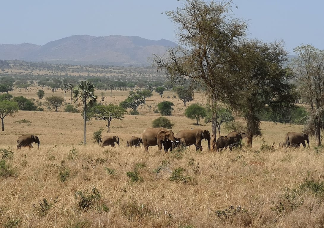 Kidepo Valley National Park