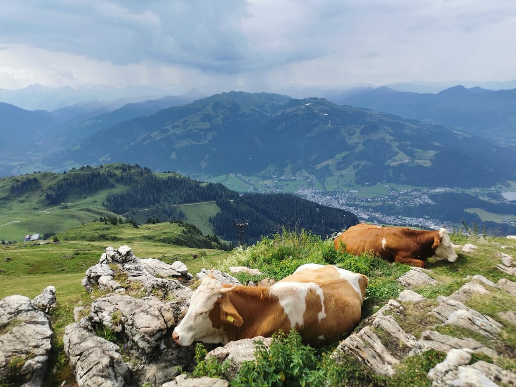 Kitzbüheler Horn Mountain