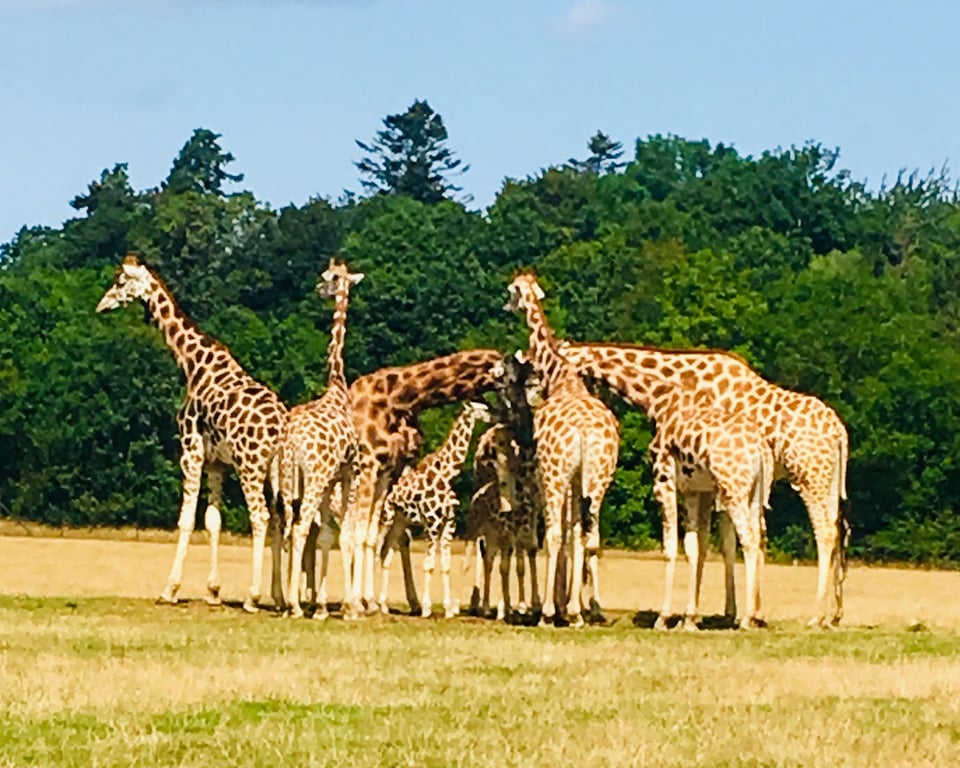 Knuthenborg Safari Park