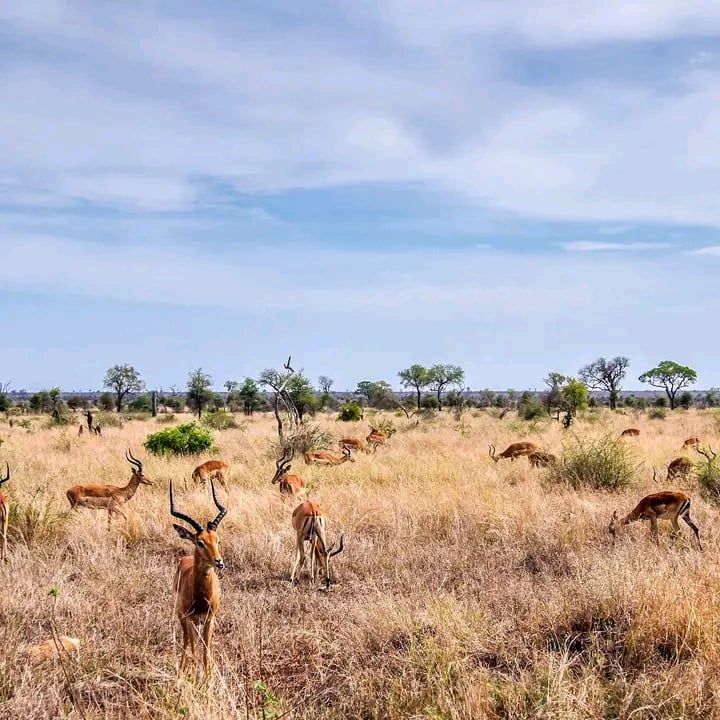 Kruger National Park