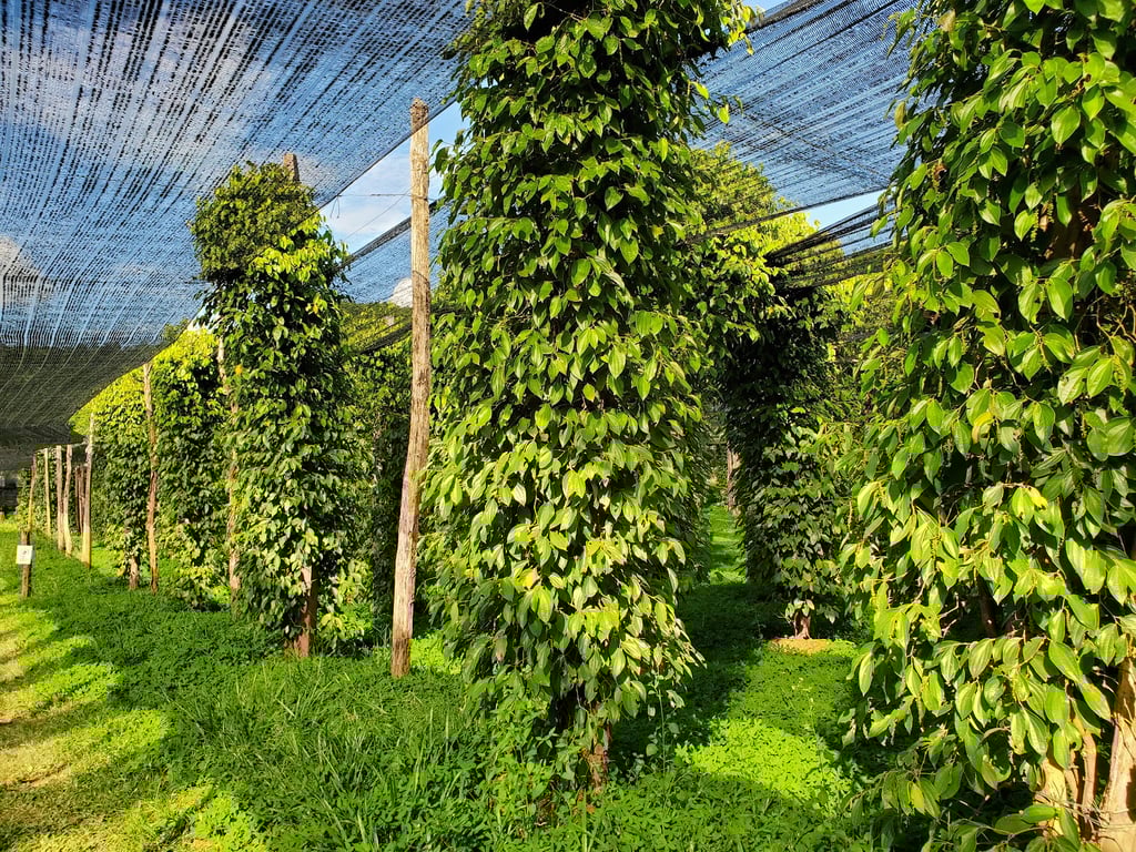 La Plantation Pepper Farm