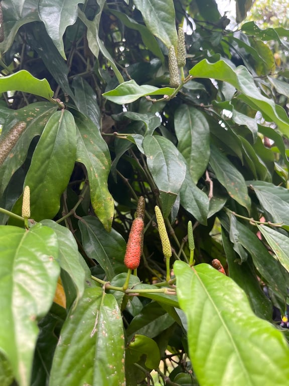 La Plantation Pepper Farm
