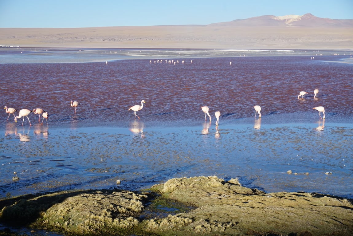 Laguna Colorada