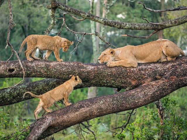 Lake Manyara National Park