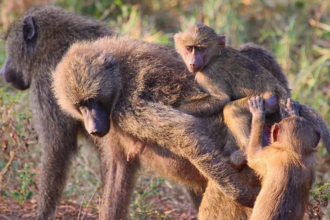 Lake Manyara National Park