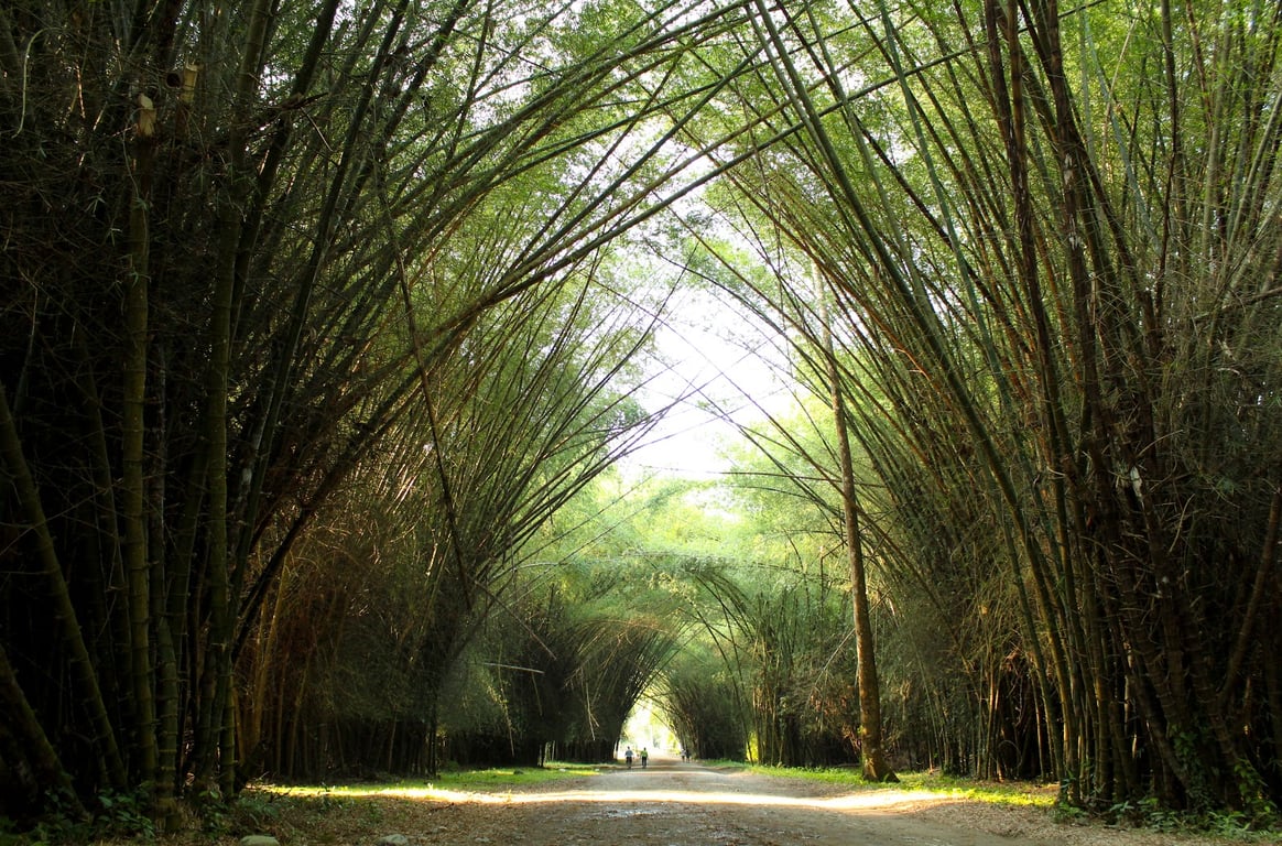 Lancetilla Botanical Garden