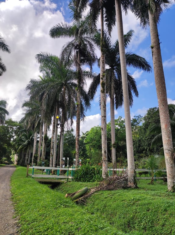 Lancetilla Botanical Garden