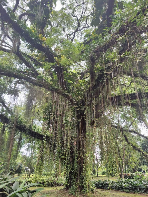 Limbe Botanical Garden