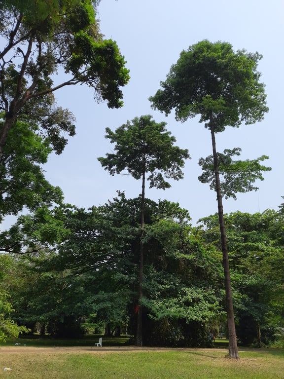 Limbe Botanical Garden