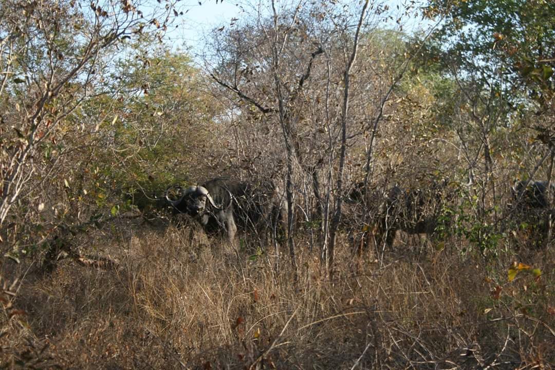 Limpopo National Park